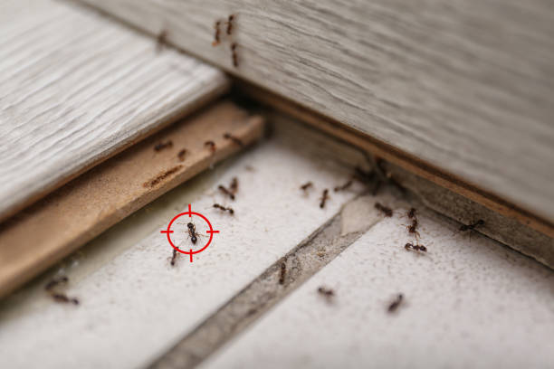 Best Flea Control Services  in Mount Ivy, NY