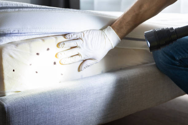 Best Termite Control Services  in Mount Ivy, NY