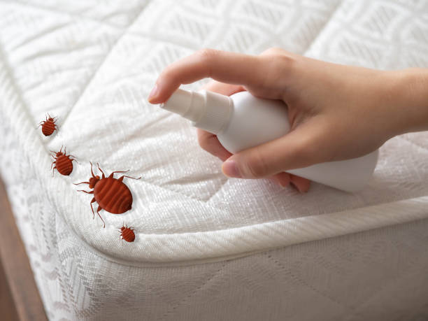 Best Spider Control Near Me  in Mount Ivy, NY